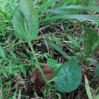 Aristolochia indica L.